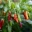 Tabasco