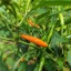 Thai Orange