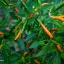 Thai Orange