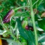 Tricolor Variegata