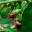 Tricolor Variegata