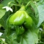 Trini. Scorpion Butch T