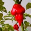Trini. Scorpion Butch T