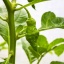 Trinidad Scorpion Green
