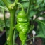 Trinidad Scorpion Green