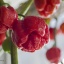 Trini. Scorpion Moruga