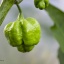 Trini. Scorpion Moruga