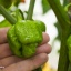 Trini. S. Moruga Yellow