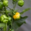 Trini. S. Moruga Yellow