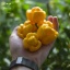 Trini. S. Moruga Yellow