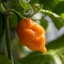 Trinidad Scorpion Peach