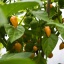 Trinidad Scorpion Peach