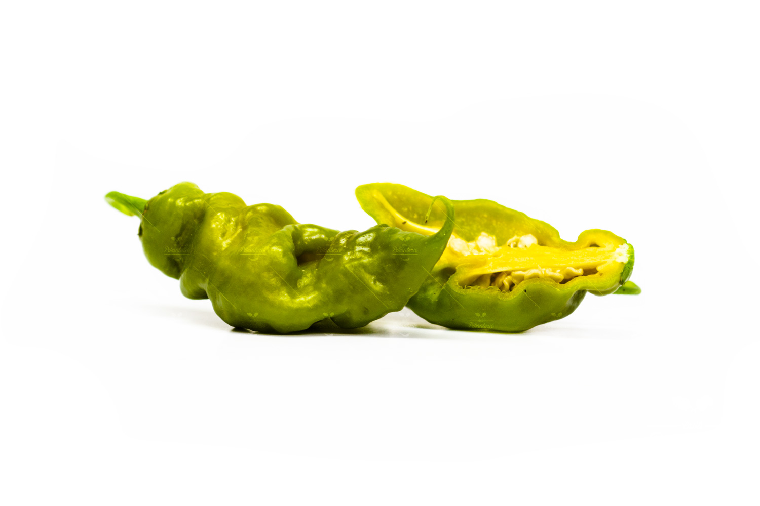 Trinidad Scorpion Green