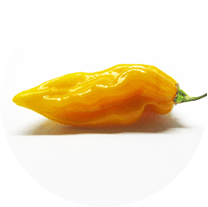 Bhut Jolokia Yellow