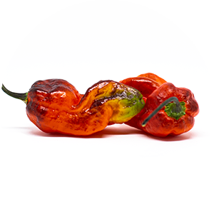 Pimenta Chris Fat