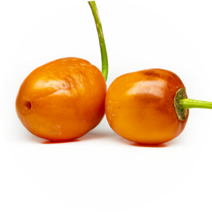Rocoto Marlene