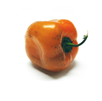 Rocoto Orange