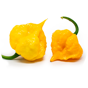 Scotch Brains Yellow