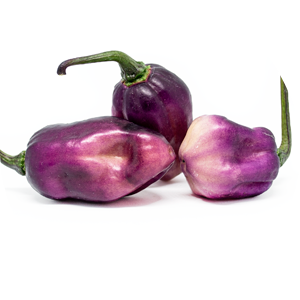 Pimenta Lisa