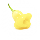 Aji White Fantasy