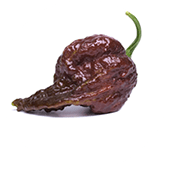 Bhut Jolokia Chocolate
