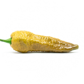Bhut Jolokia Gold