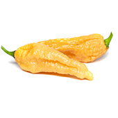 Bhut Jolokia Peach