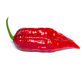 Bhut Ghost Jolokia Red