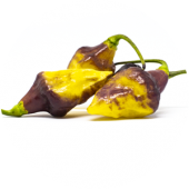 Bolivian Bumpy