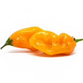 Carbonero