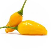 El Oro Ecuador