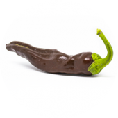 Ethiopian Brown