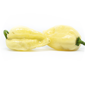 Fatalii White