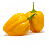 Habanero West Indian
