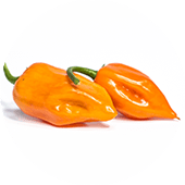 Habanero Orange