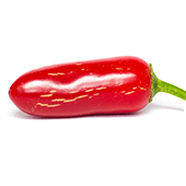 Jalapeno Maylon