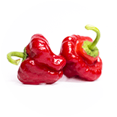 Jamaican Red