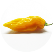 Bhut Jolokia Yellow