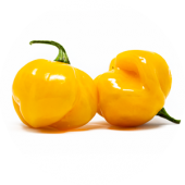 Scotch Bonnet Yellow
