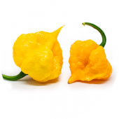 Scotch Brains Yellow