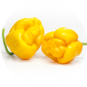 Trini. S. Moruga Yellow