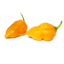 Trinidad Scorpion Peach
